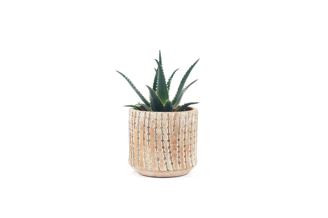 jurassic succulent Aloe aculeata 'Jurassic Dragon' – Conservatory Archives