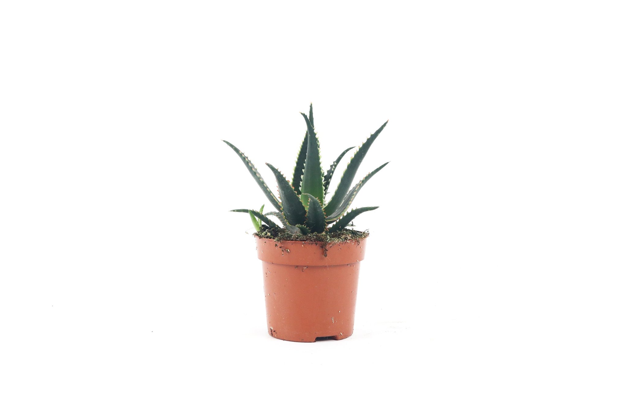Aloe aculeata 'Jurassic Dragon' – Conservatory Archives
