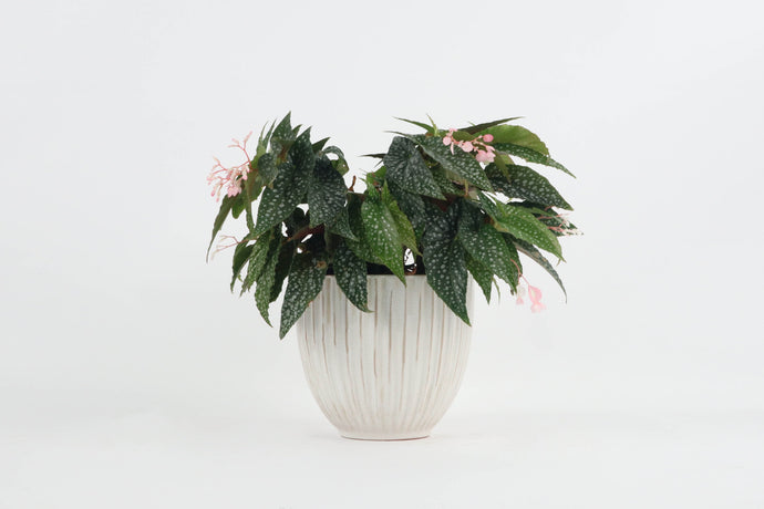 Begonia 'Hot Spot', Begonia, Polka Dot Begonia, Spotted Leaves, Pink Flowers, Tropical Plant, Indoor Plant, Indoor Plants, House Plant, Conservatory Archives