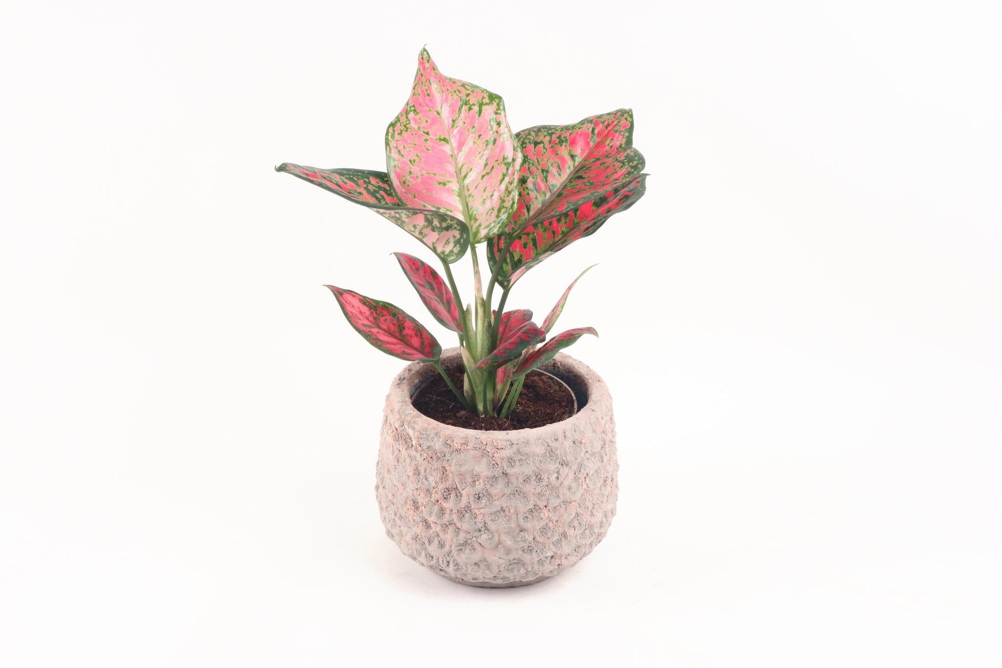 spotted aglaonema Aglaonema 'Spotted Star' – Conservatory Archives