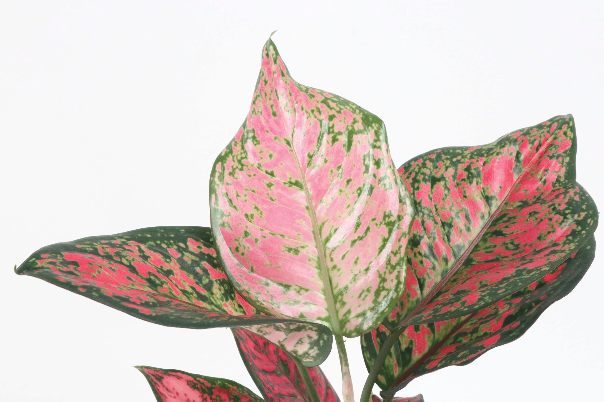 aglaonema 'spotted star care Aglaonema 'Spotted Star' – Conservatory Archives