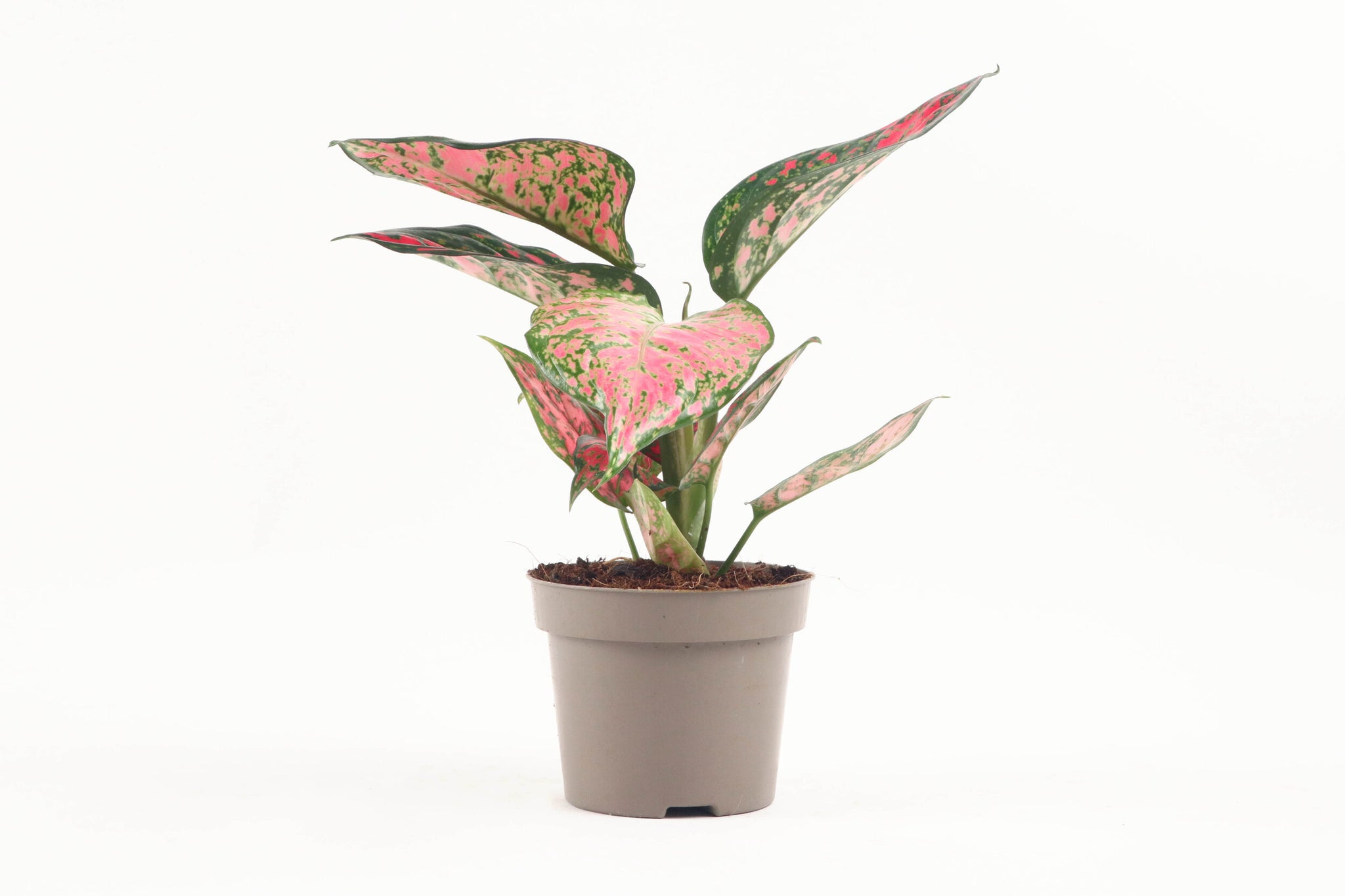 aglaonema 'spotted star care Aglaonema 'Spotted Star' – Conservatory Archives
