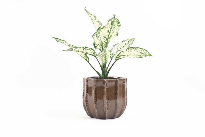 Aglaonema 'White Kiwi', Aglaonema, Green Leaves with White Variegation, Chinese Evergreen, Philippine Evergreen, Poison Dart Plant, Air Purifying, Tropical Plant, Indoor Plant, Indoor Plants, House Plant, Conservatory Archives