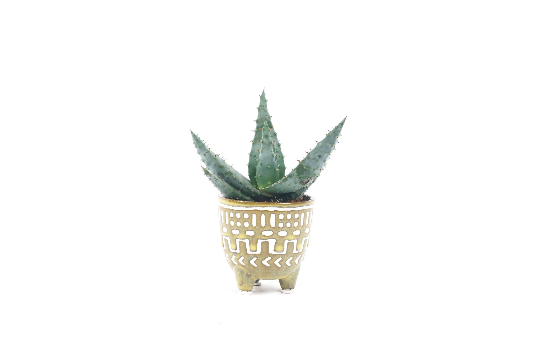 Aloe reitzii – Conservatory Archives