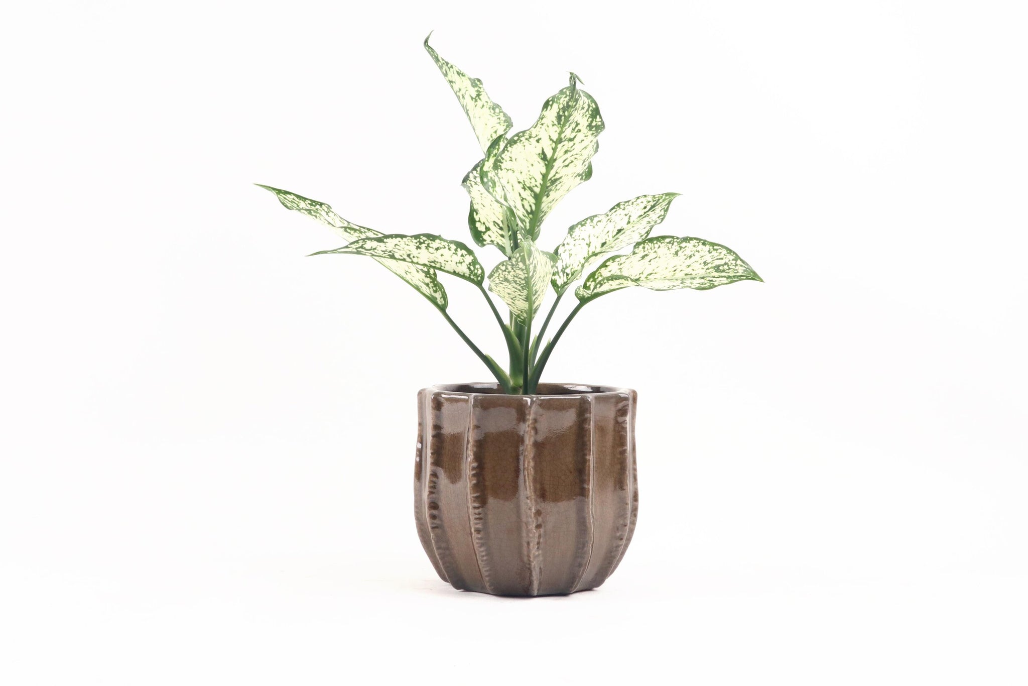 aglaonema white kiwi Aglaonema 'White Kiwi' – Conservatory Archives