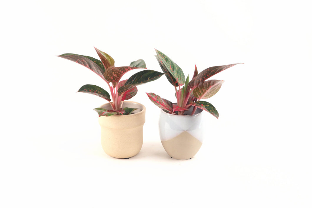 Aglaonema 'Paradise Red', Aglaonema, Green Red Variegated Leaves, Chinese Evergreen, Philippine Evergreen, Poison Dart Plant, Air Purifying, Tropical Plant, Indoor Plant, Indoor Plants, House Plant, Conservatory Archives