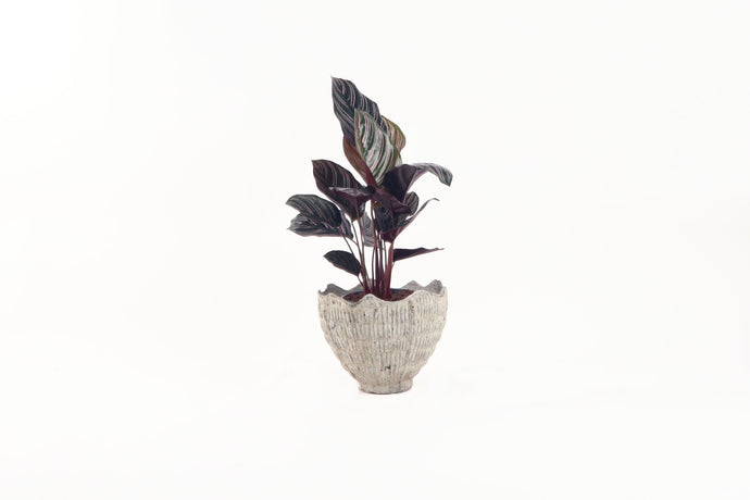 Calathea ornata 'Sanderiana', Calathea, Pinstripe Calathea, Tropical Plant, Indoor Plant, Indoor Plants, House Plant, Conservatory Archives