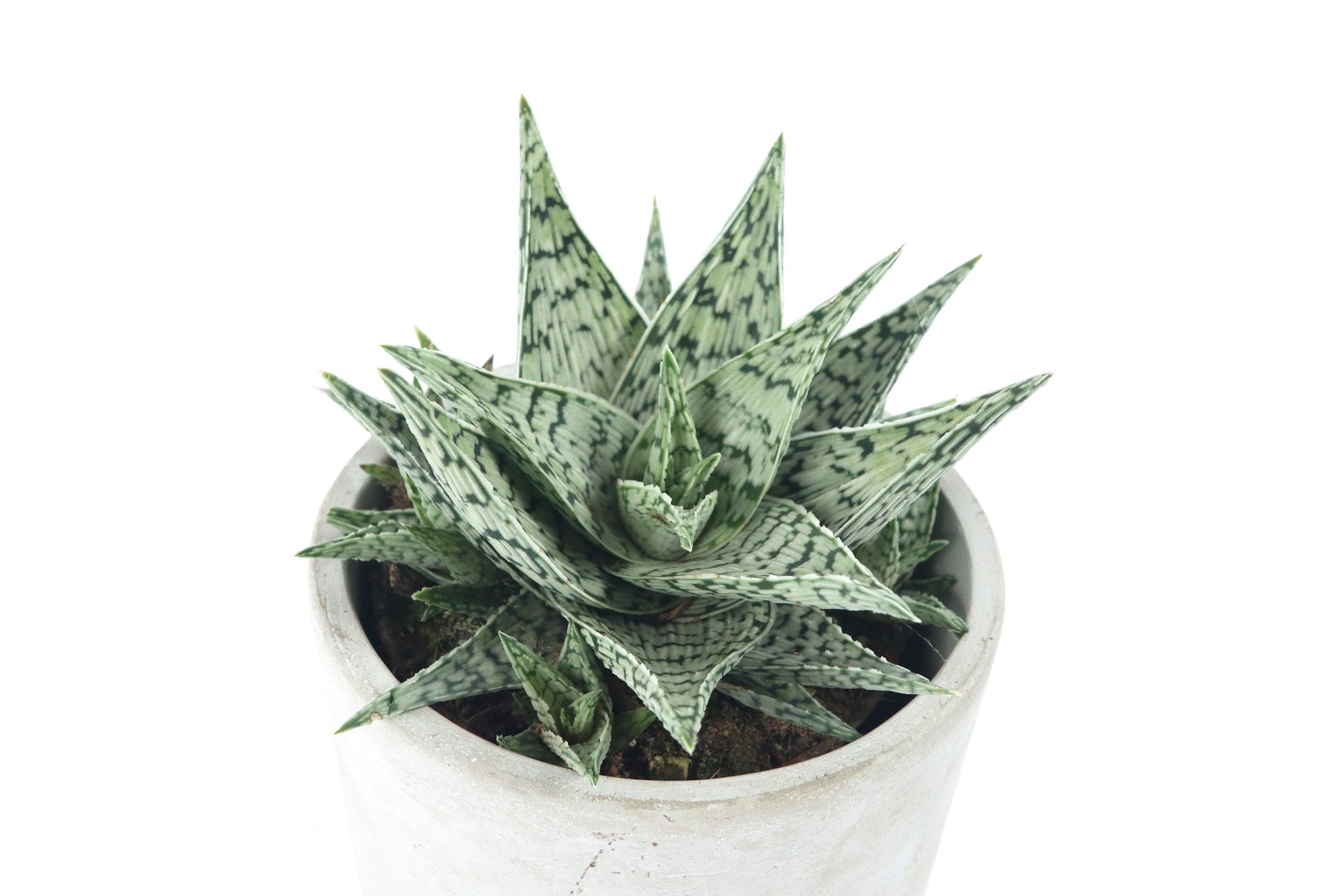 Aloe 'Doran Black' – Conservatory Archives