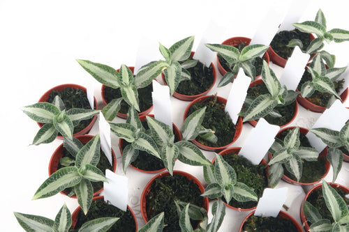 Aspidogyne argentea 'Jewel Orchid', Aspidogyne, Jewel Orchid, Tropical Plant, Indoor Plant, Indoor Plants, House Plant, Conservatory Archives