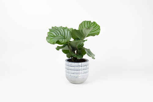 Calathea orbifolia, Geoppertia, Prayer Plant, Tropical Plant, Indoor Plant, Indoor Plants, House Plant, Conservatory Archives