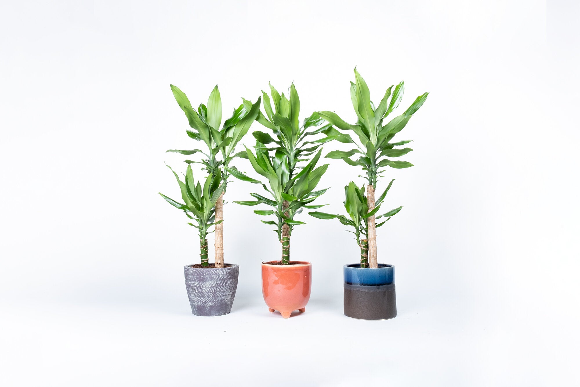 Dracaena fragrans 'Steudneri' – Conservatory Archives