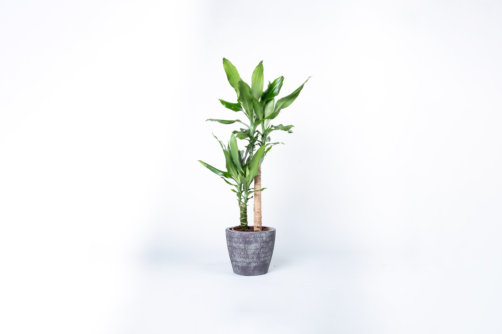 dracaena fragrans steudneri Dracaena fragrans 'Steudneri' – Conservatory Archives