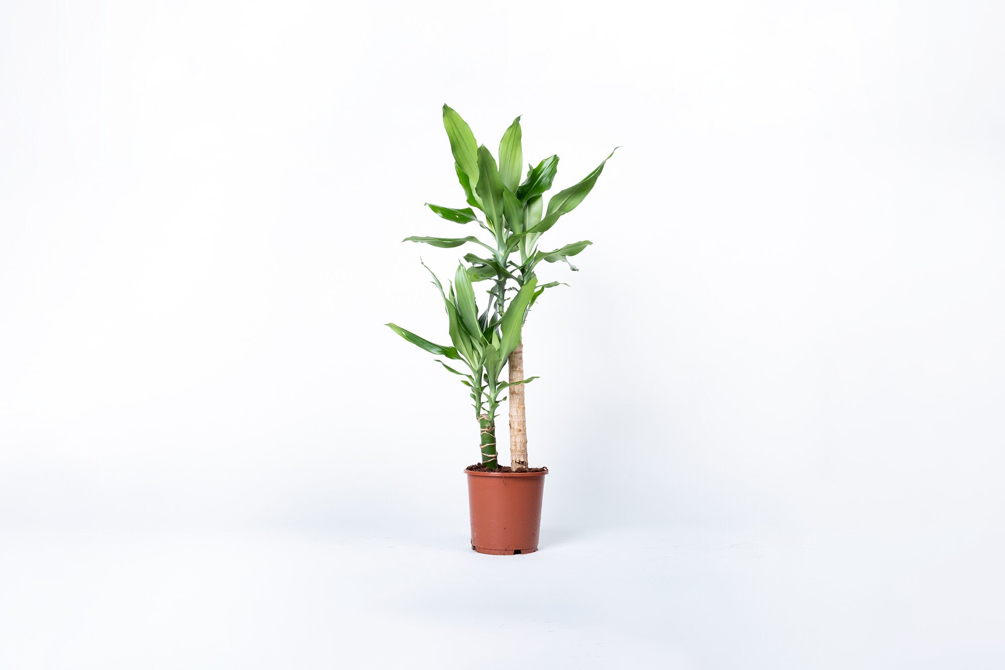 Dracaena fragrans 'Steudneri' – Conservatory Archives