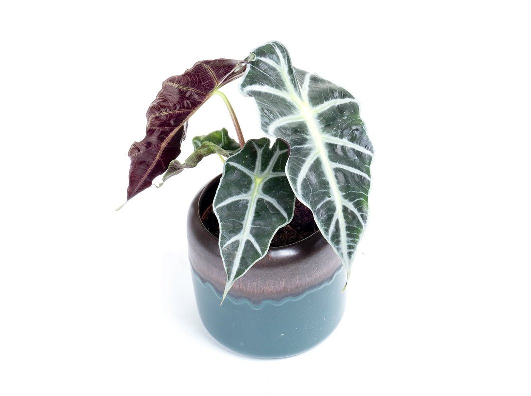 Alocasia x amazonica ‘Polly’, Alocasia, African mask plant, Kris plant, Alocasia 'Polly', Elephant Ear, Tropical Plant, Indoor Plant, Indoor Plants, House Plant, Conservatory Archives