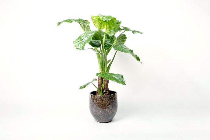 Alocasia macrophylla, Elephant Ear, Tropical Plant, Indoor Plant, Indoor Plants, House Plant, Conservatory Archives