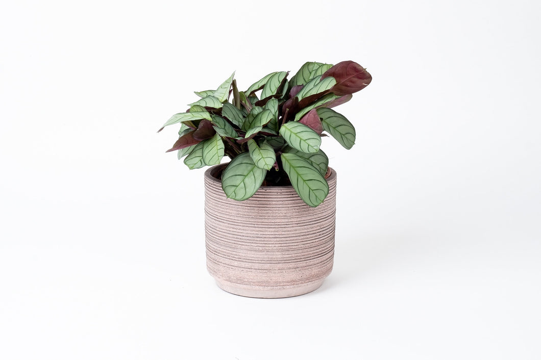 wishbone prayer plant Ctenanthe burle-marxii 'Amagris' – Conservatory Archives