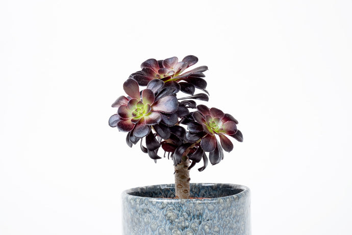 Aeonium arboreum 'Zwartkopt', Aeonium, Indoor Plant, Indoor Plants, House Plant, Succulent, Adiantum, Conservatory Archives