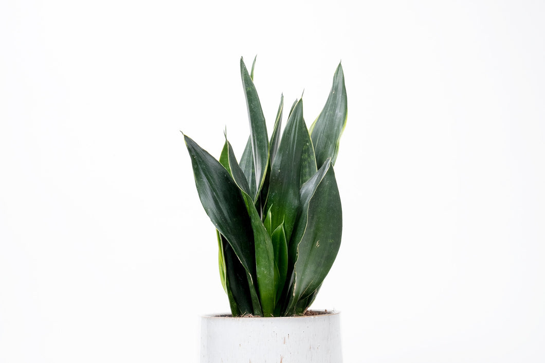 sansevieria trifasciata black diamond Dracaena (Sansevieria) trifasciata 'Black Diamond' – Conservatory Archives
