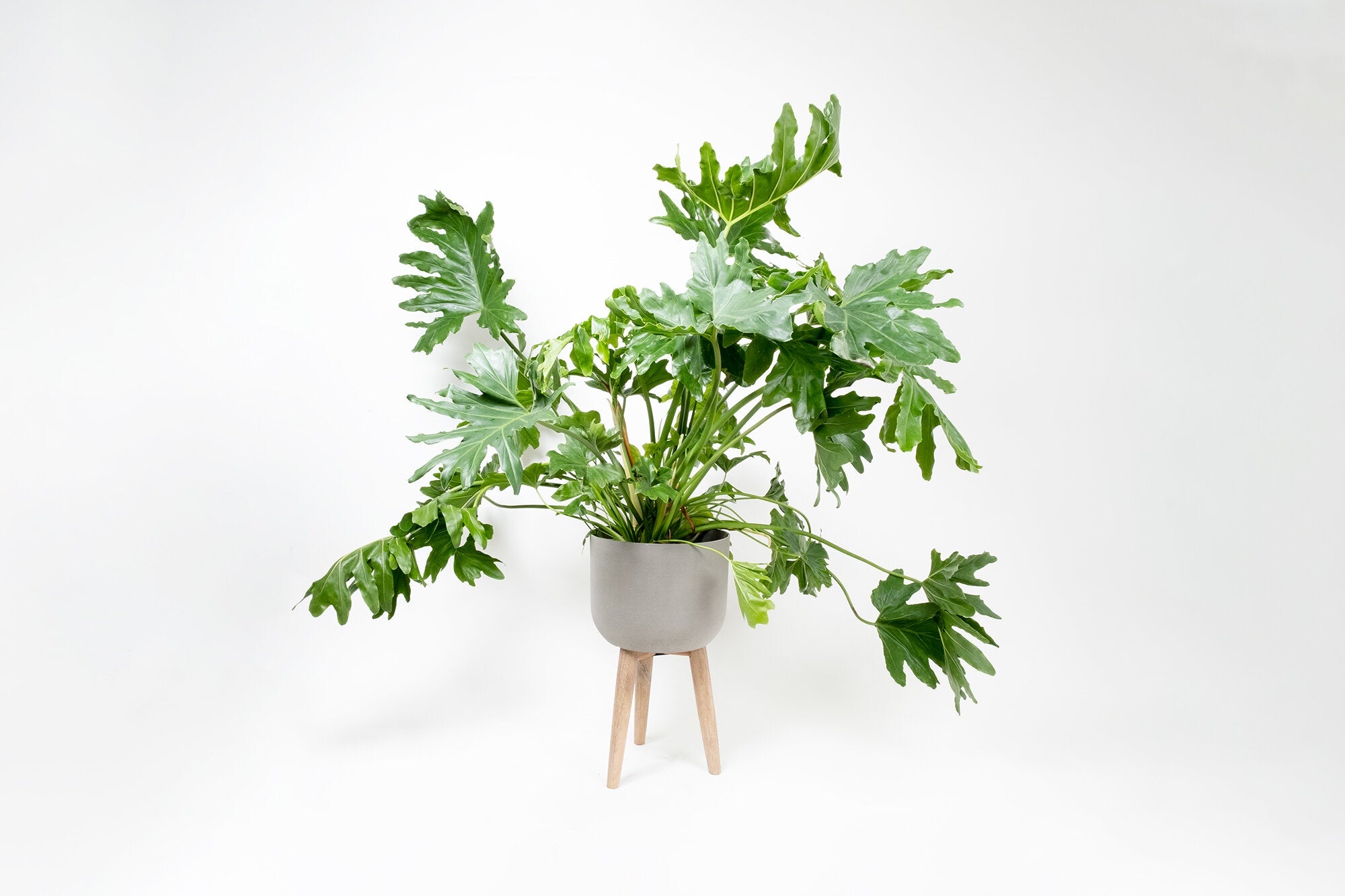 philodendron bipinnatifidum uk Thaumatophyllum (Philodendron) bipinnatifidum – Conservatory Archives