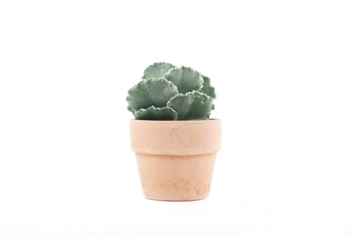 Cotyledon undulata, Cotyledon, Silver Crown, Silver Ruffles, Indoor Plant, Indoor Plants, House Plant, Succulent, Conservatory Archives