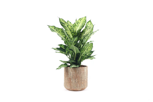 Dieffenbachia seguine 'Sublime', Dieffenbachia, Dumb Cane, Tropical Plant, Indoor Plant, Indoor Plants, House Plant, Conservatory Archives