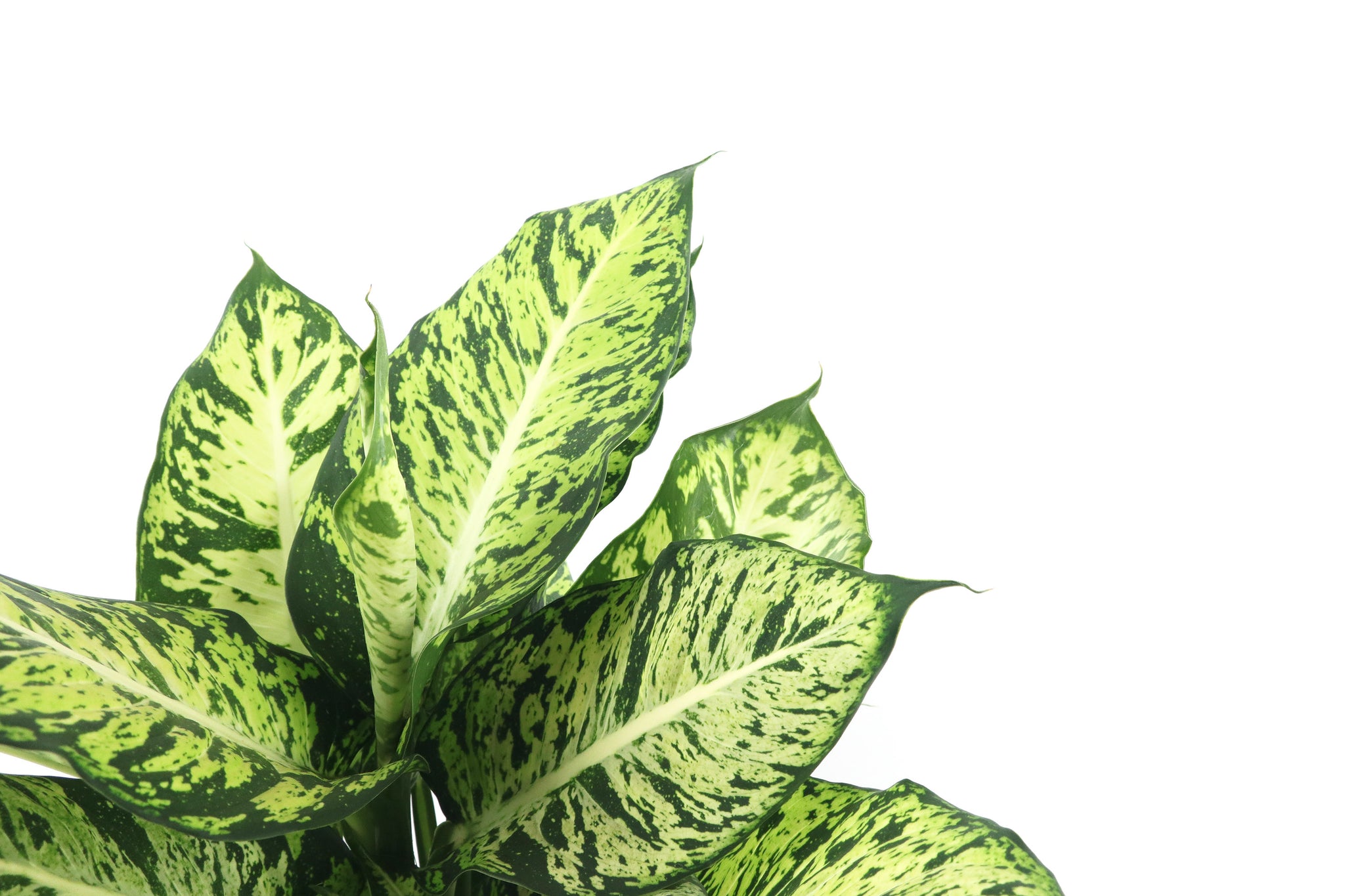 Dieffenbachia seguine 'Sublime' – Conservatory Archives