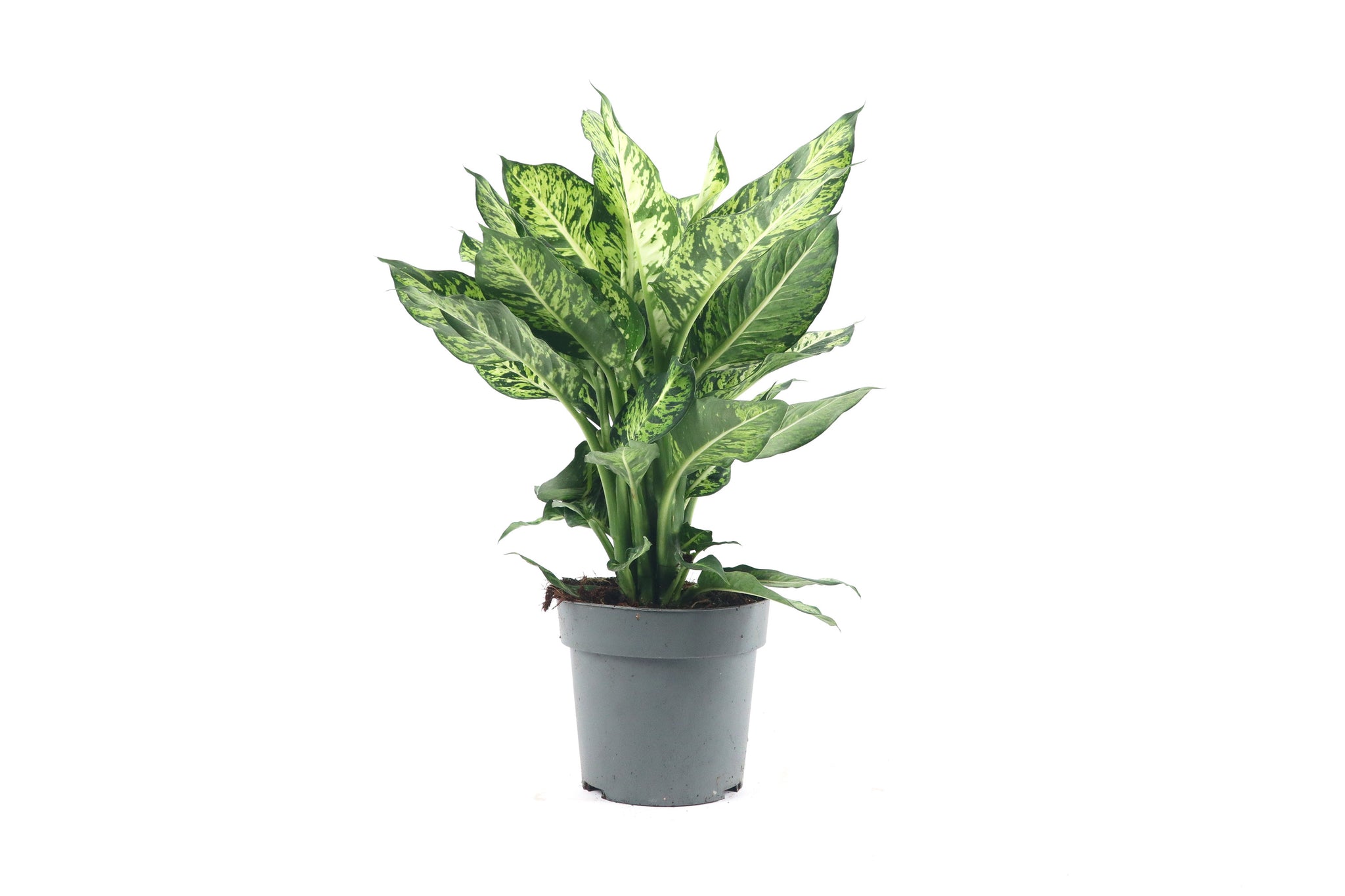 Dieffenbachia seguine 'Sublime' – Conservatory Archives