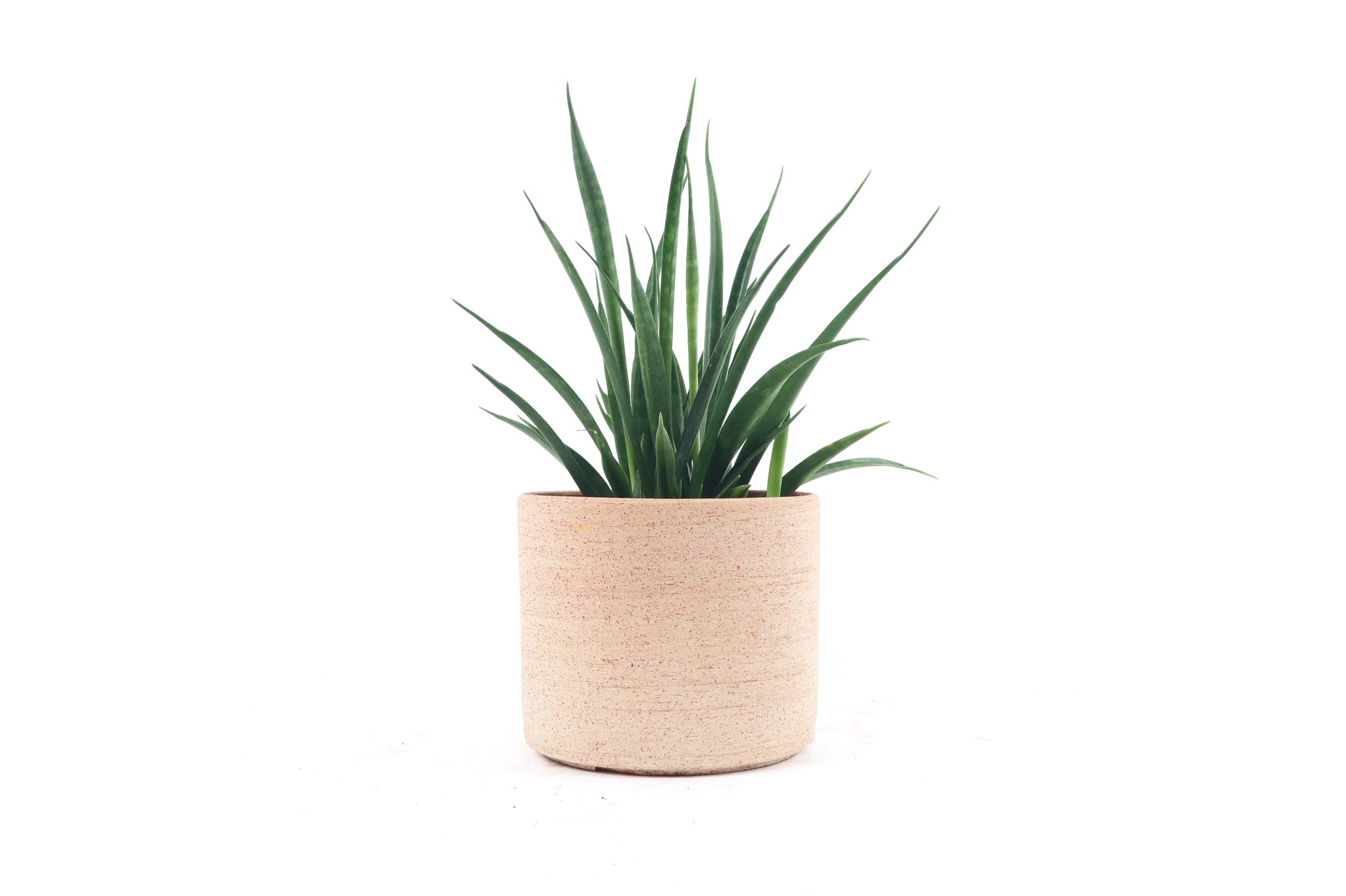 sansevieria kirkii friends Dracaena (Sansevieria) kirkii 'Friends' – Conservatory Archives