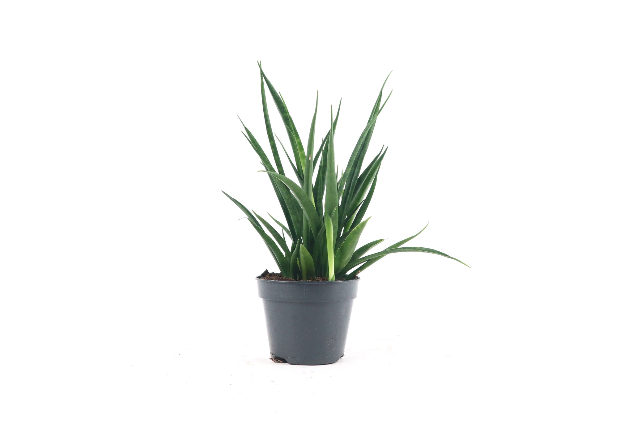 dracaena kirkii Dracaena (Sansevieria) kirkii 'Friends' – Conservatory Archives