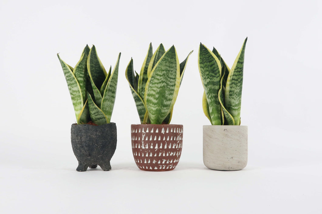 futura dracaena Dracaena (Sansevieria) trifasciata 'Futura Superba' – Conservatory Archives