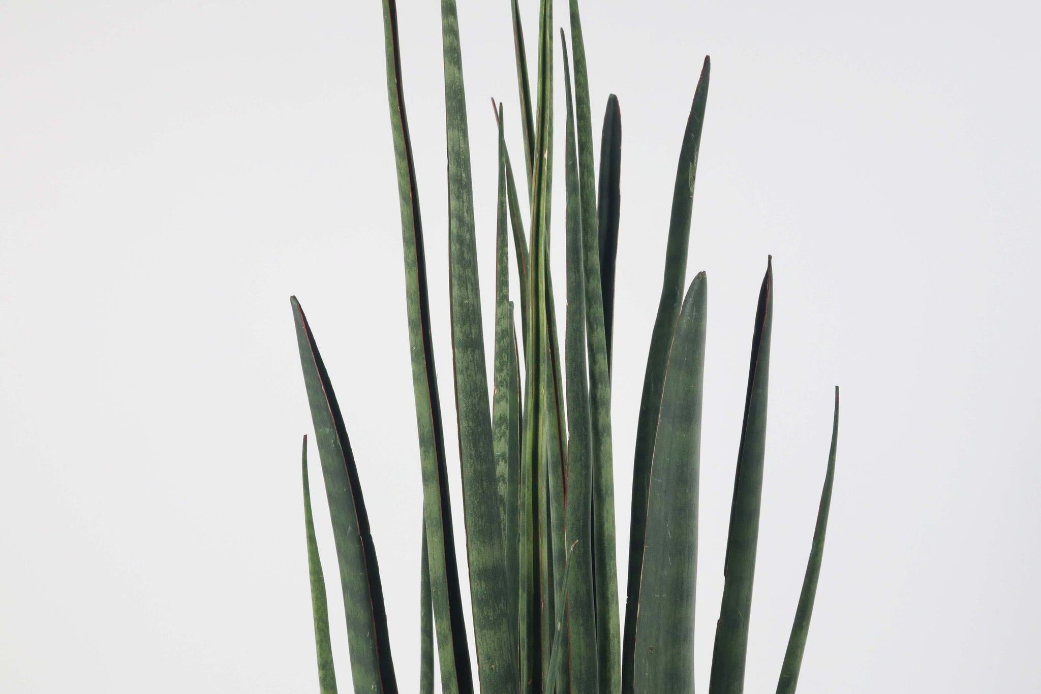 dracaena bacularis Dracaena (Sansevieria) bacularis 'Mikado' – Conservatory Archives