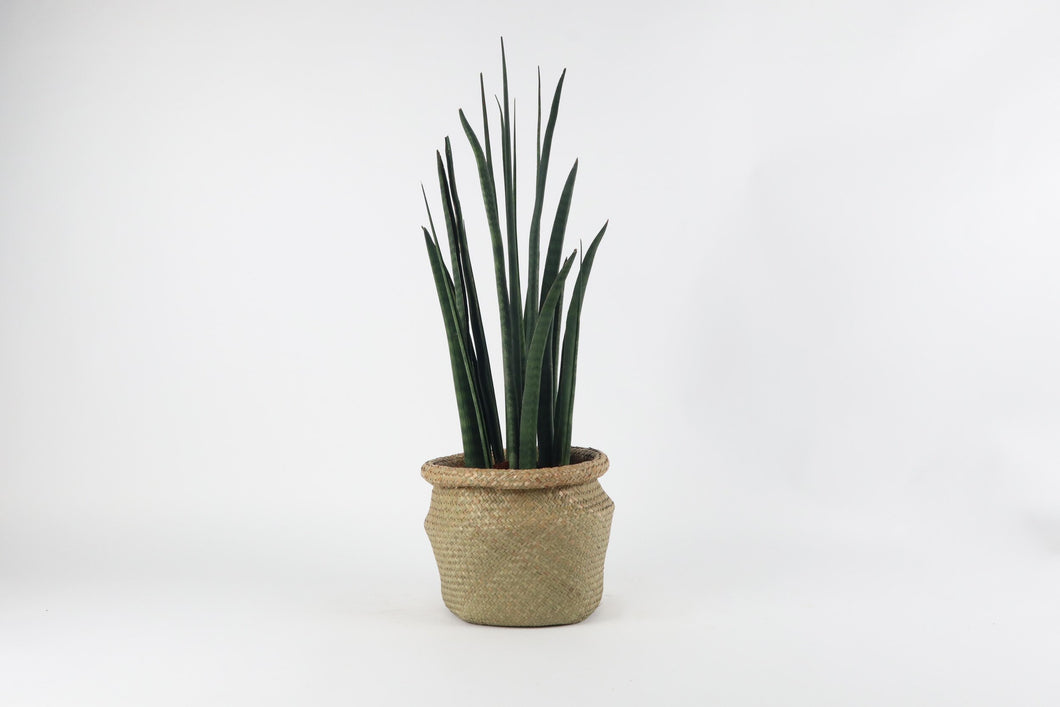 dracaena bacularis Dracaena (Sansevieria) bacularis 'Mikado' – Conservatory Archives