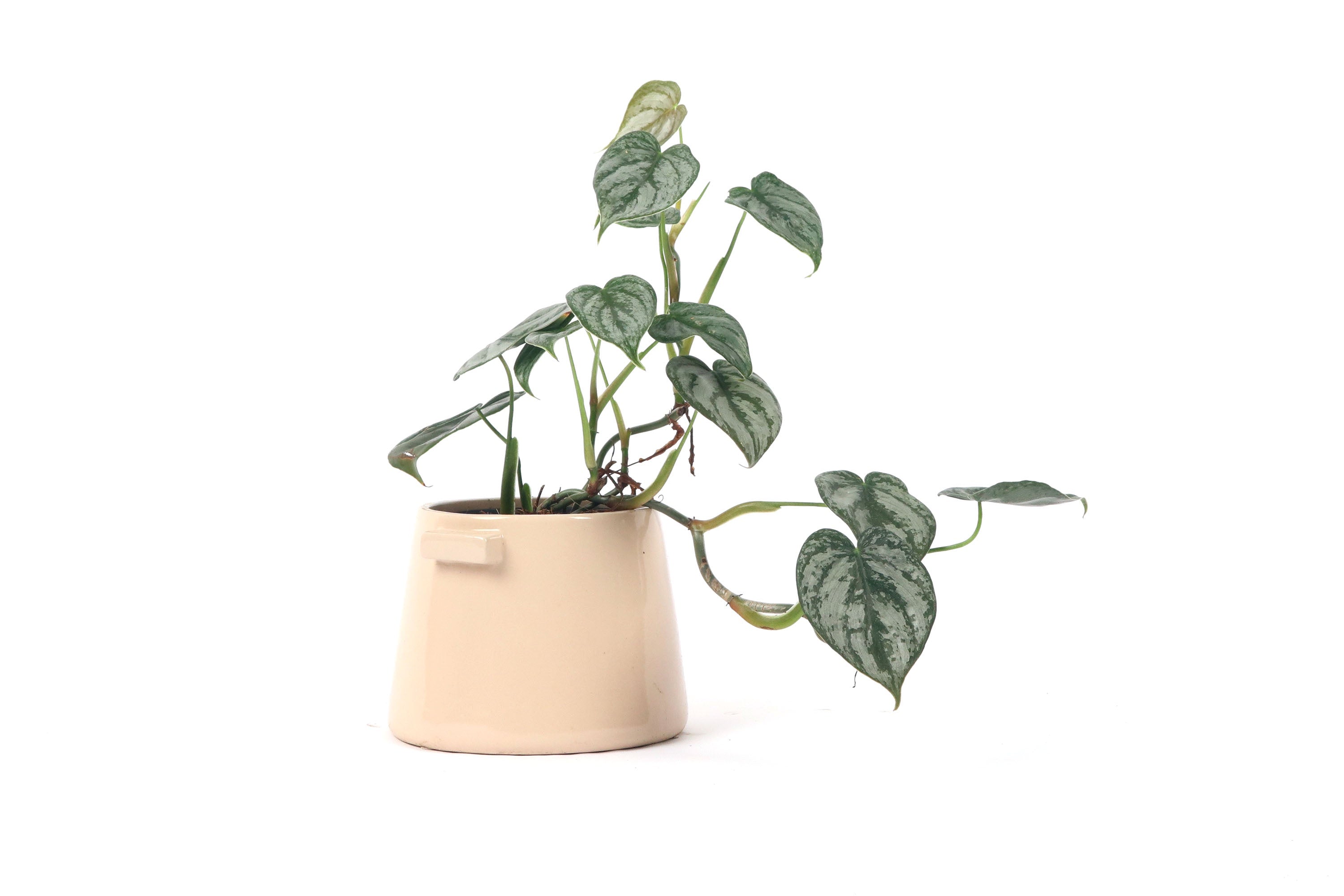philodendron brandtianum uk Philodendron brandtianum – Conservatory Archives