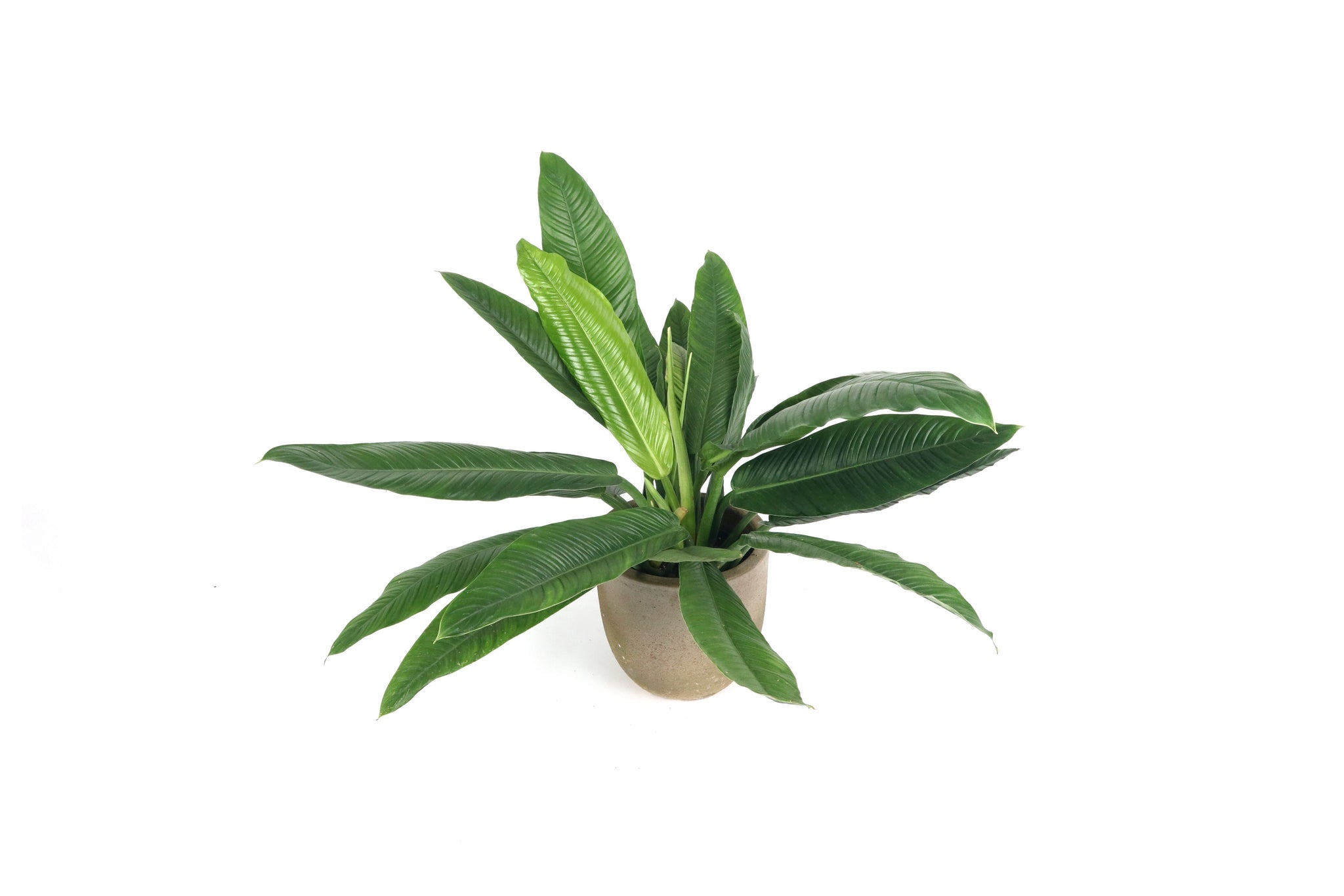 Philodendron campii 'Lynette' – Conservatory Archives
