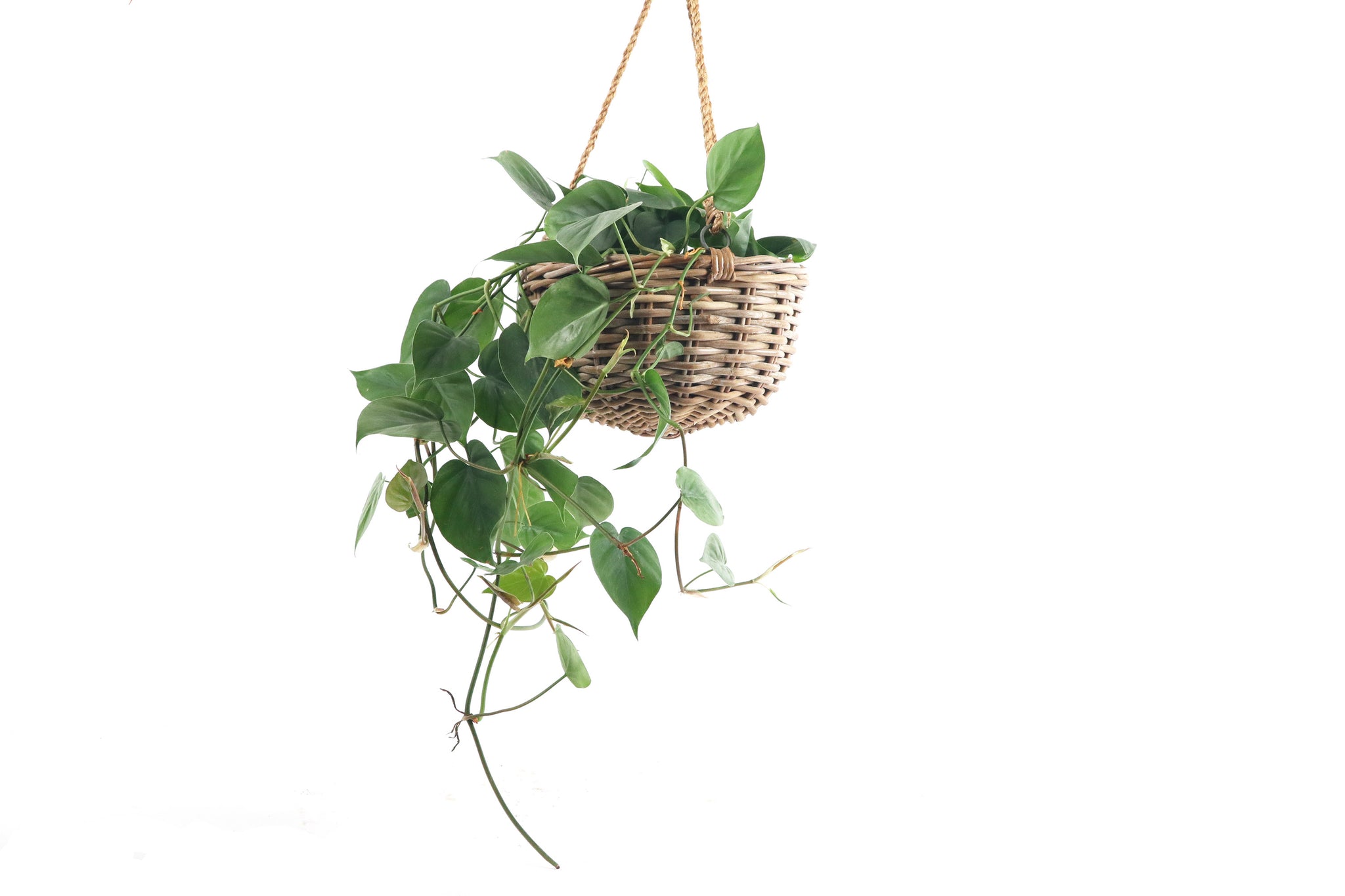 Philodendron scandens – Conservatory Archives