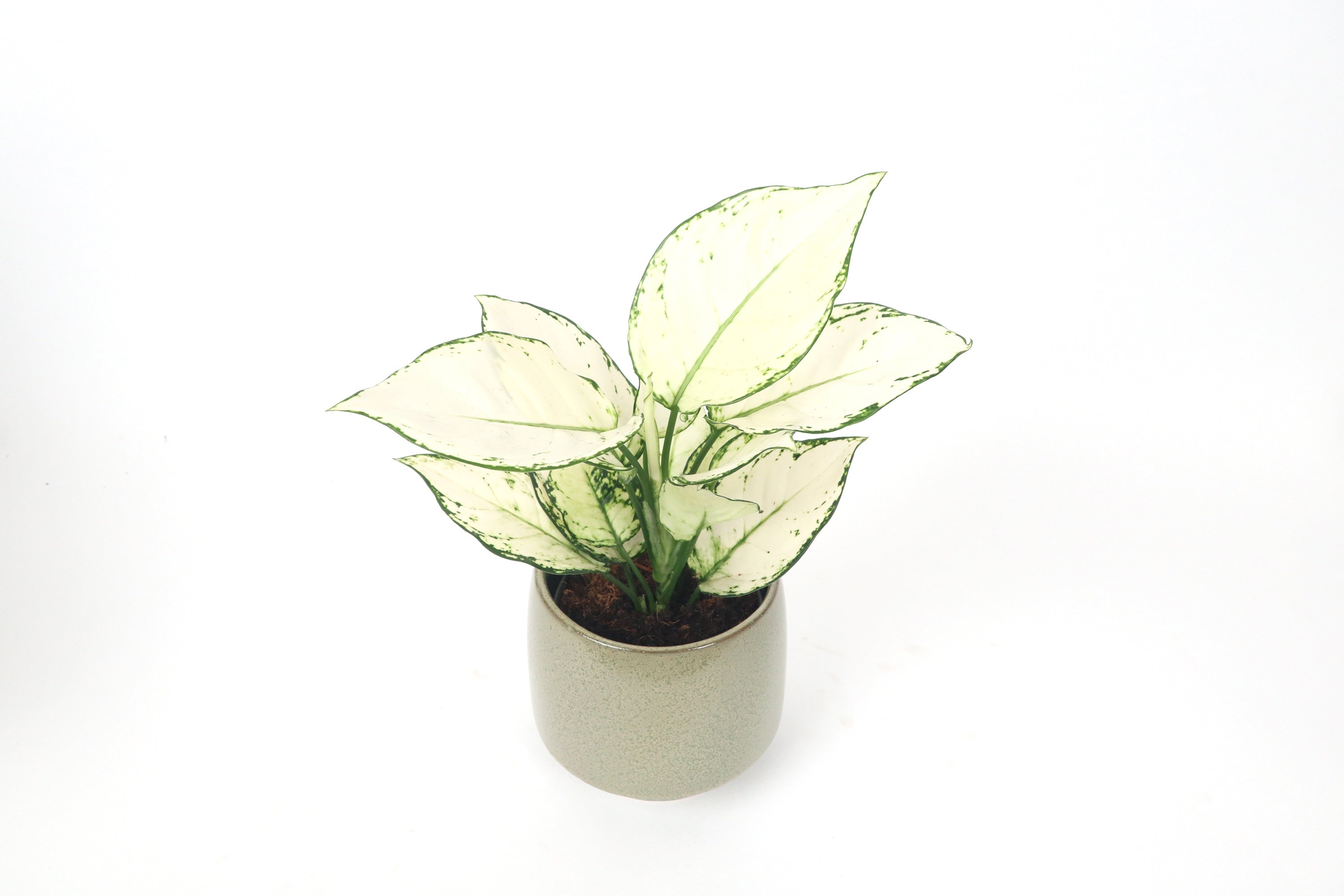 Aglaonema 'White Joy' – Conservatory Archives