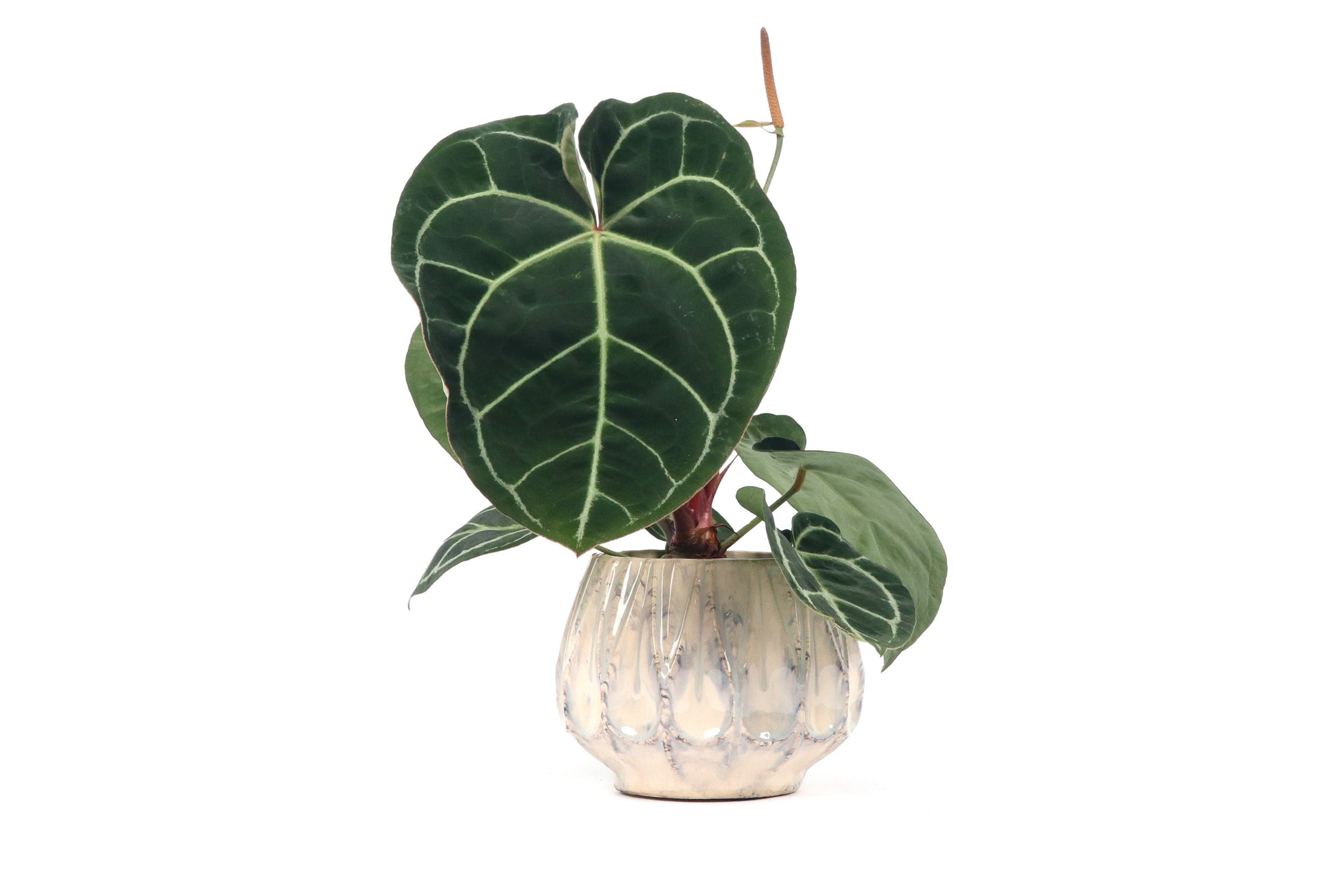anthurium crystallinum uk Anthurium crystallinum – Conservatory Archives
