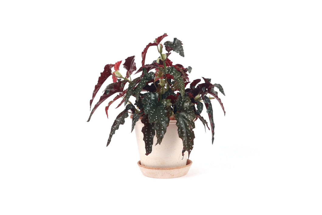 Begonia maculata 'Wightii Black Forest'