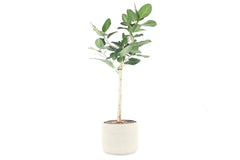 30 / 130 / Branched stem