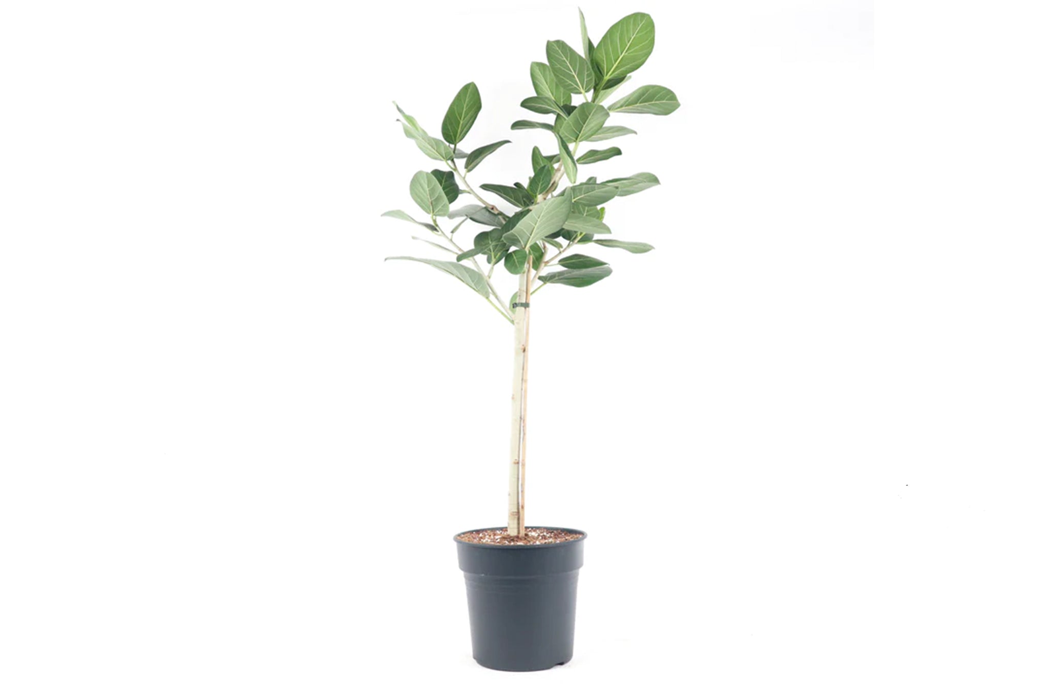 ficus audrey uk Ficus benghalensis 'Audrey' – Conservatory Archives