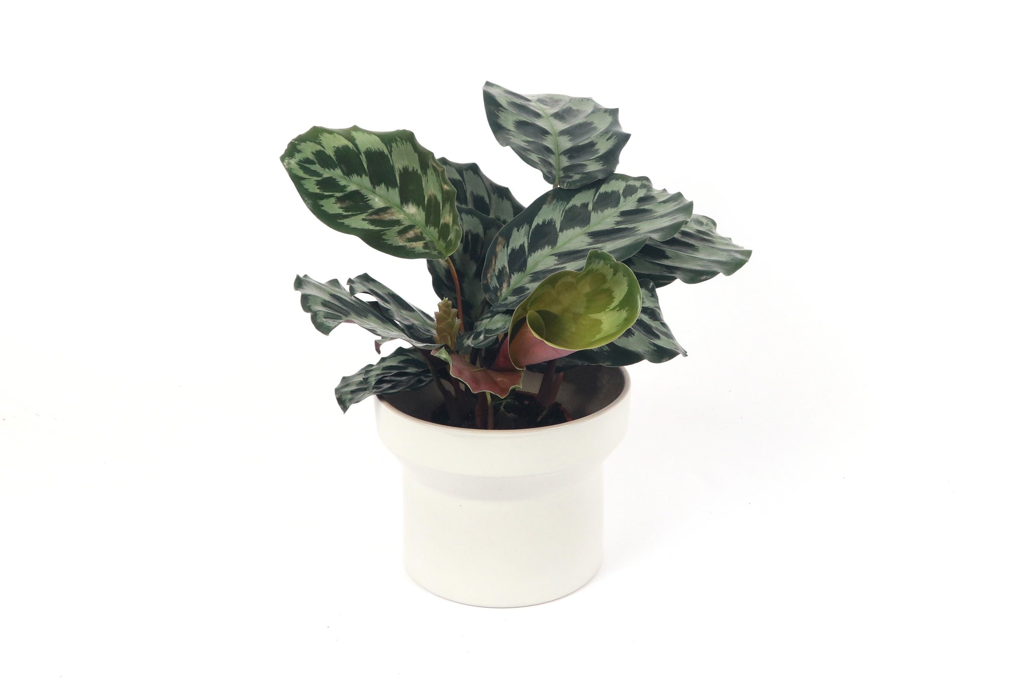 Calathea 'Kennedy' – Conservatory Archives