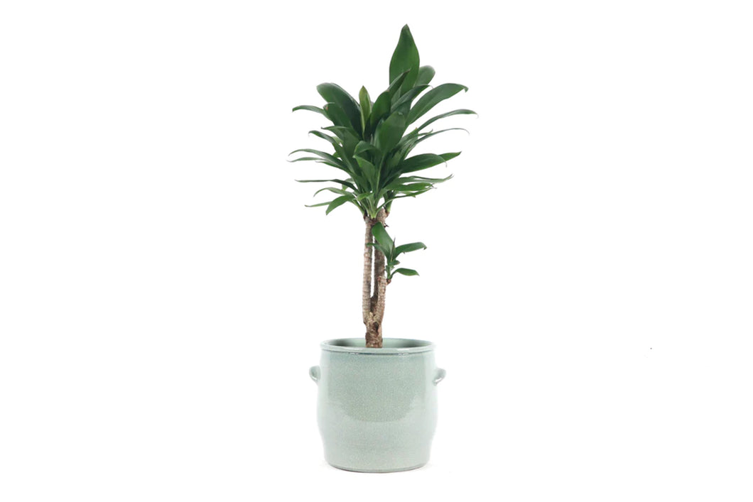 dracaena cordyline glauca Cordyline fruticosa 'Glauca' – Conservatory Archives