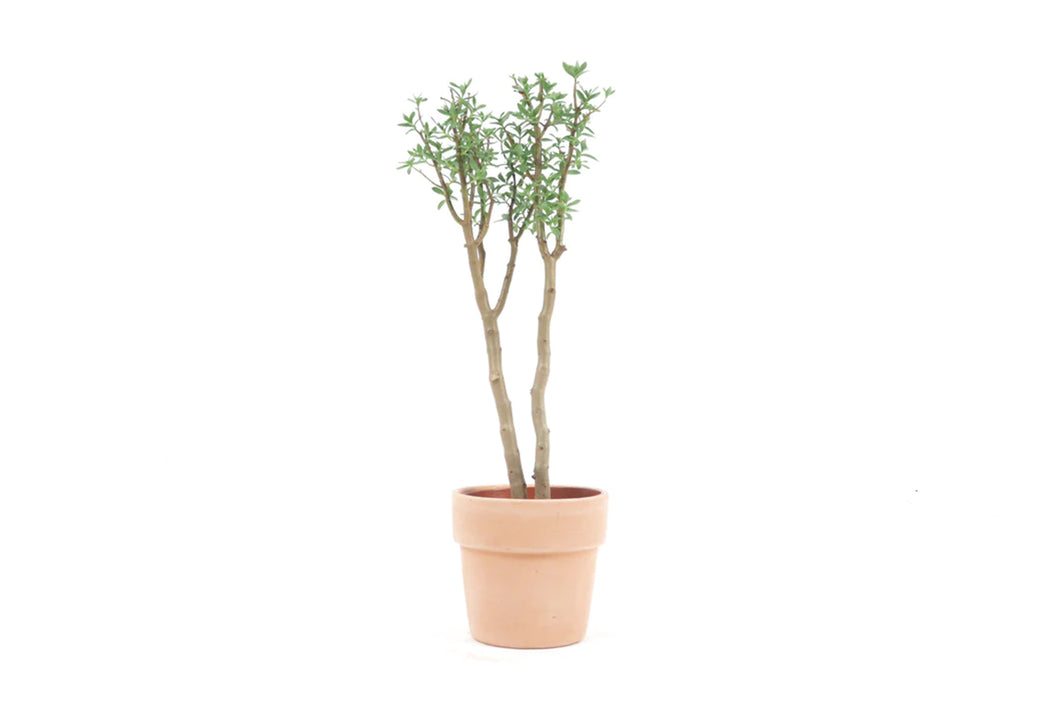 Crassula sarcocaulis, Crassula, Jade Plant, Indoor Plant, Indoor Plants, House Plant, Succulent, Conservatory Archives