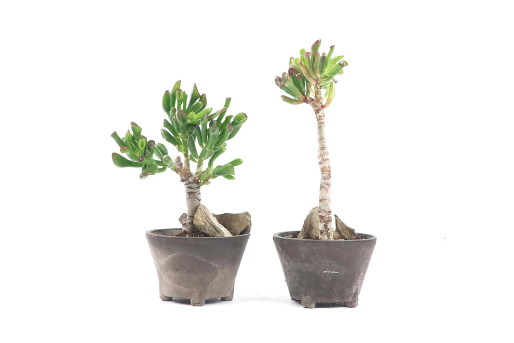 Crassula ovata 'Gollum', Crassula, Jade Plant, Indoor Plant, Indoor Plants, House Plant, Succulent, Conservatory Archives