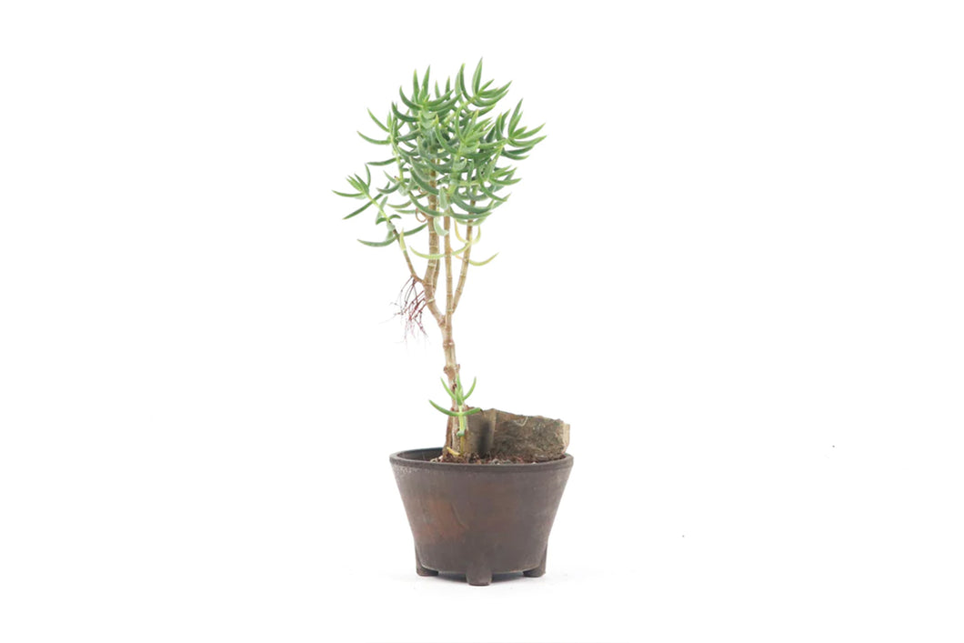 Crassula tetragona, Crassula, Jade Plant, Indoor Plant, Indoor Plants, House Plant, Succulent, Conservatory Archives
