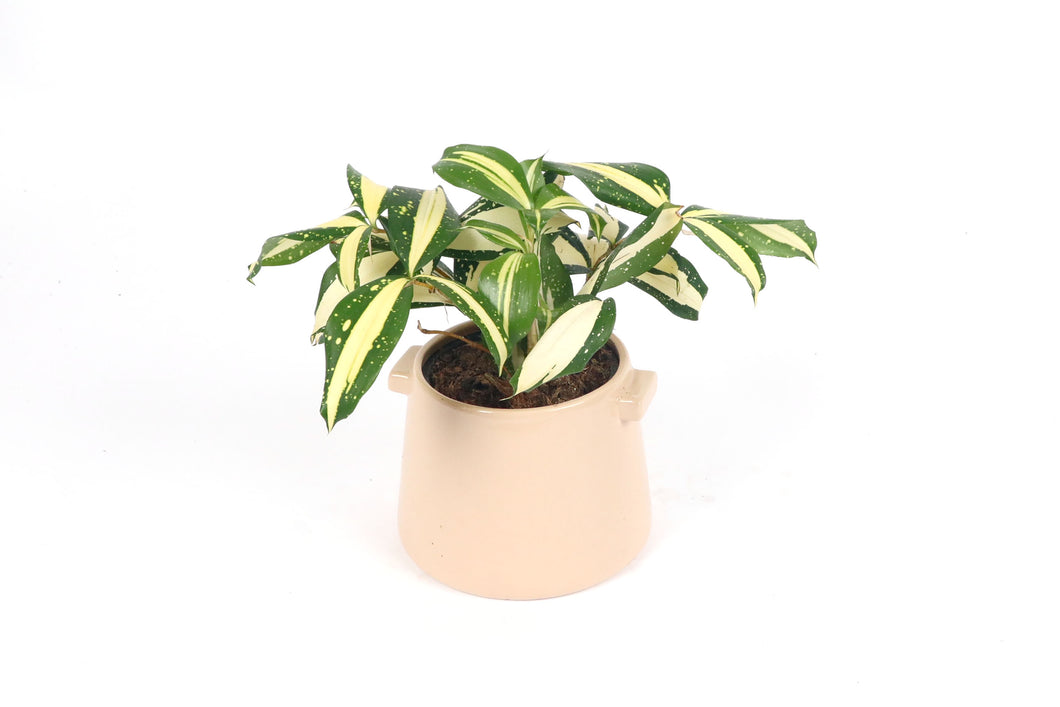 dracaena surculosa milky way for sale Dracaena surculosa 'Milky Way' – Conservatory Archives