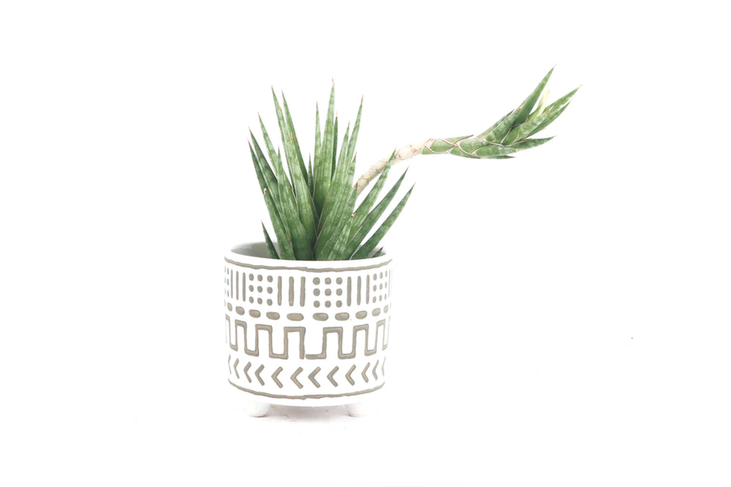 dracaena francisii Dracaena (Sansevieria) francisii – Conservatory Archives