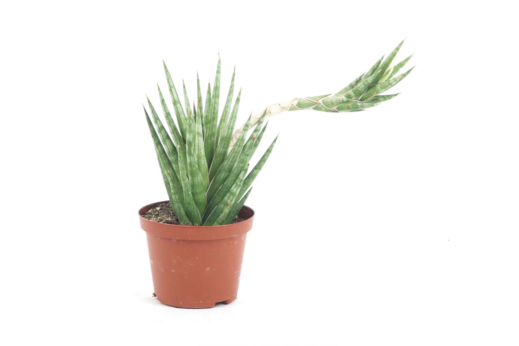 Dracaena (Sansevieria) francisii – Conservatory Archives
