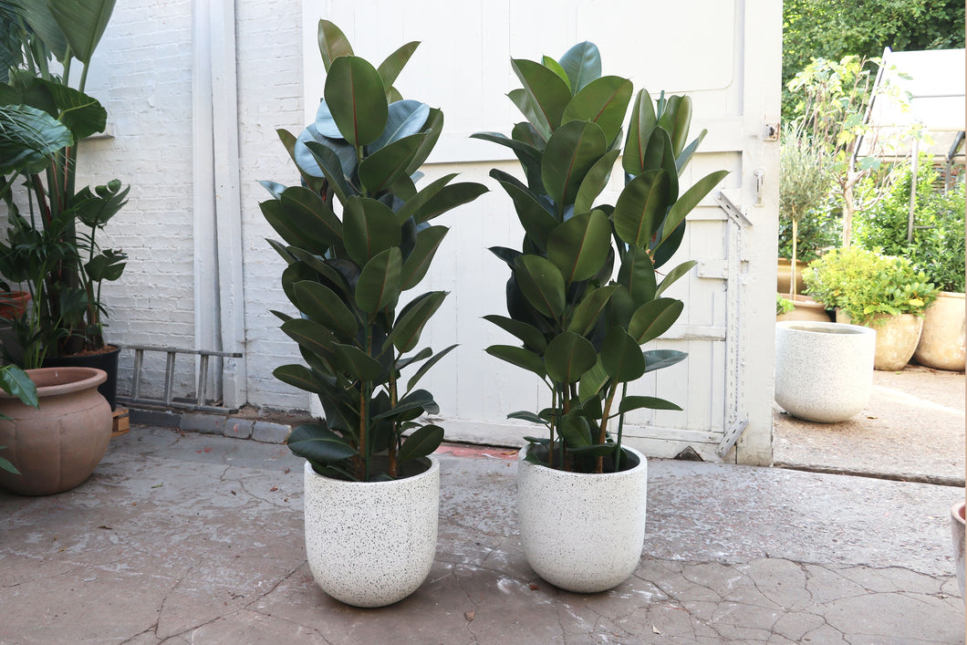 Ficus Rbustsa Ficus elastica 'Robusta' – Conservatory Archives