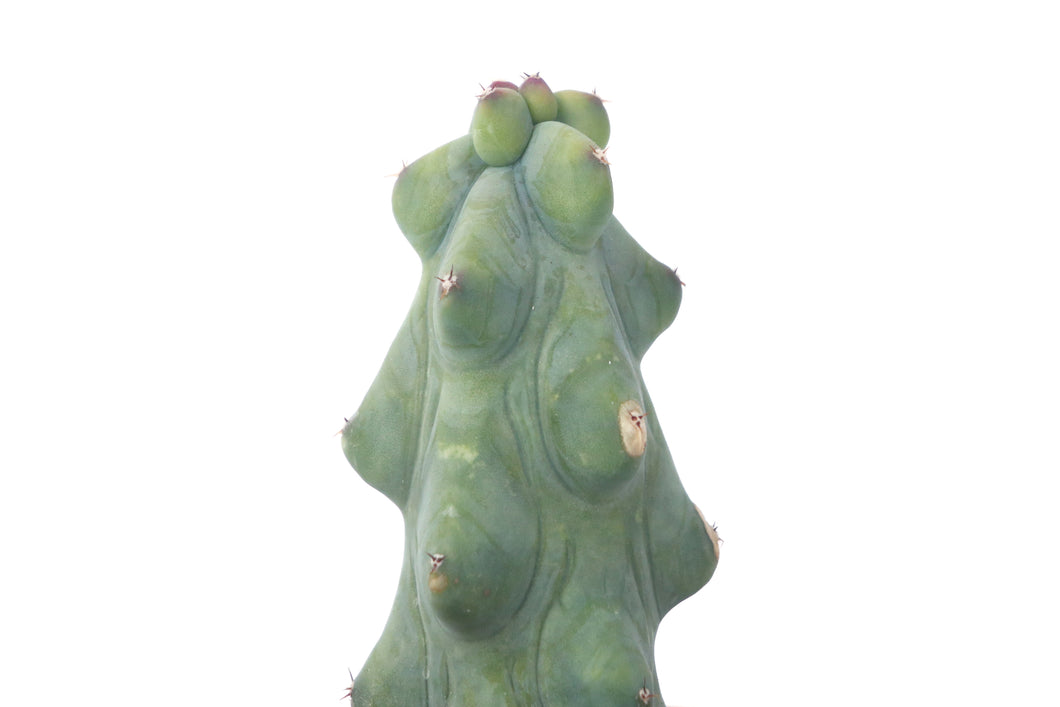 Myrtillocactus geometrizans cv. fukurokuryuzinboku